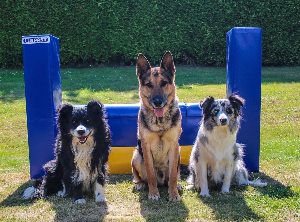 Agility zeď pro psy Rino Dog
